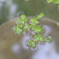 Spirodela polyrhiza (L.) Schleid.